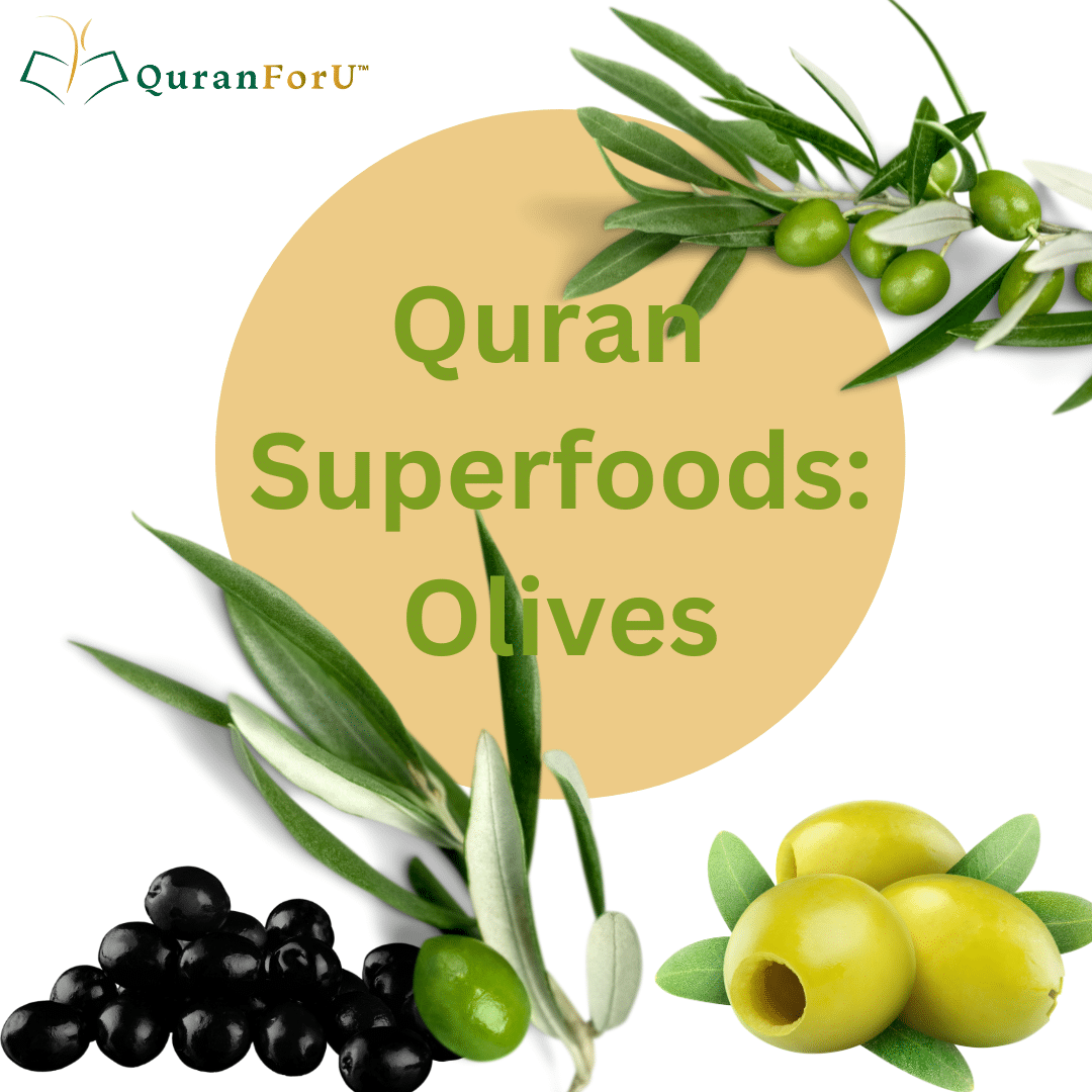 Olives in the Quran and their Health Benefits