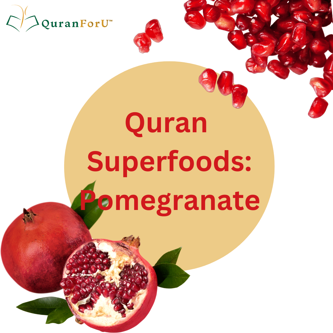 Exploring the Health Benefits of the Pomegranate