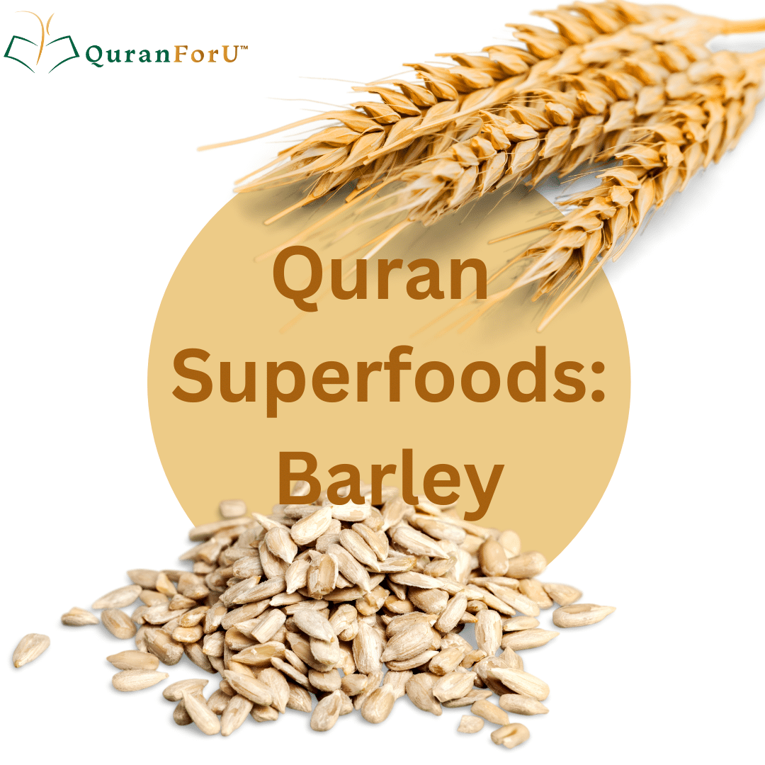 Quran Superfood: Barley ( Sha’ir)