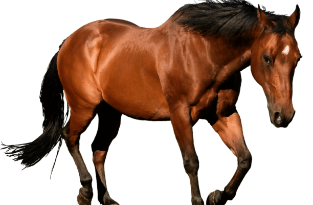 Islamic Healthy Habits: The Importance of Horseback Riding