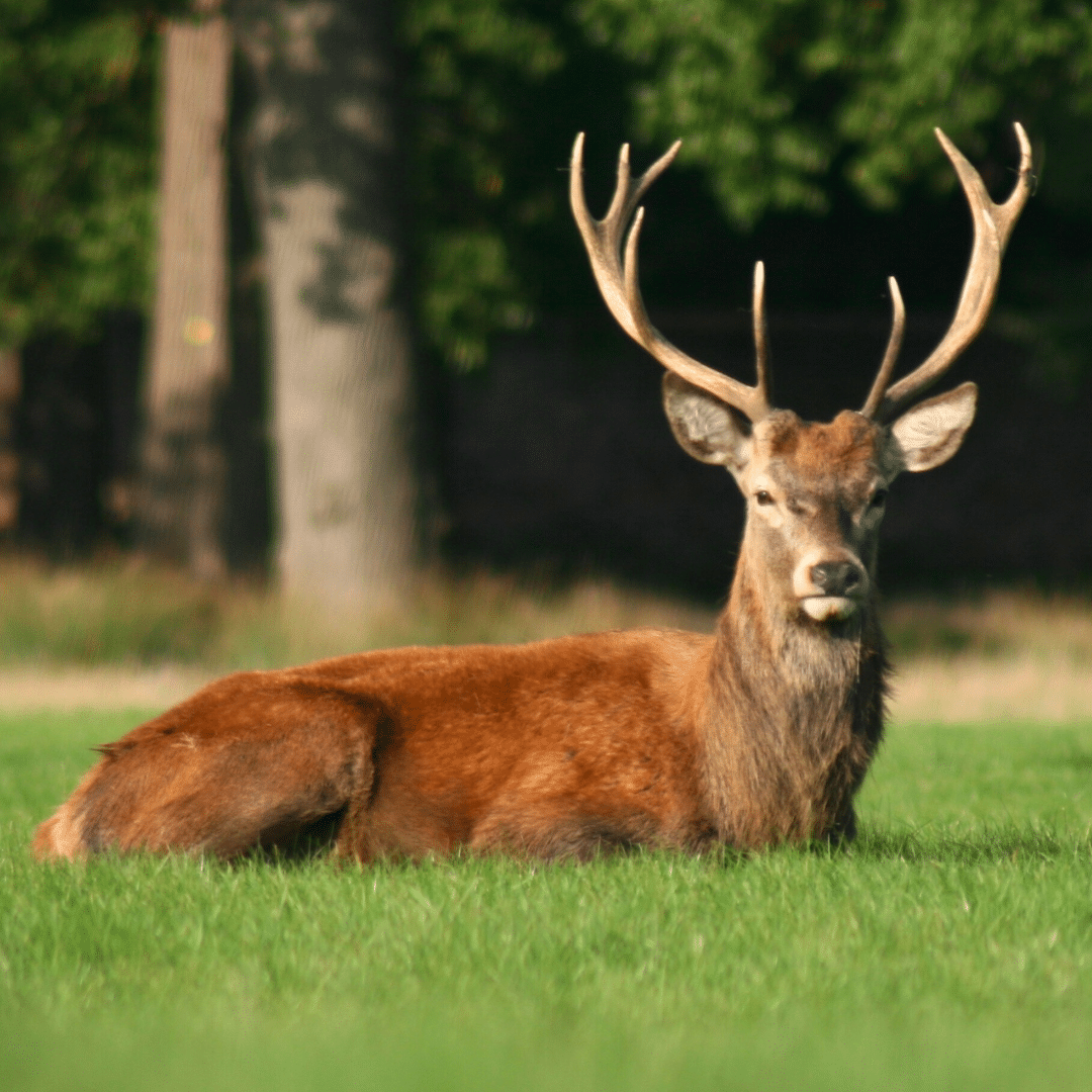 Is Deer Meat Halal or Haram? 